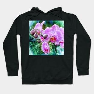 Pink Orchid flowers. Botanical art Hoodie